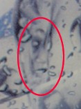 Pareidolín