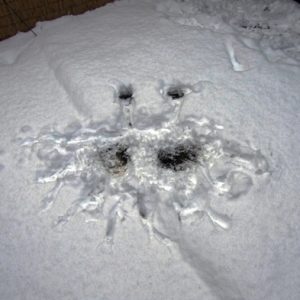 Aparición del Monstruo de Espagueti Volador en nieve